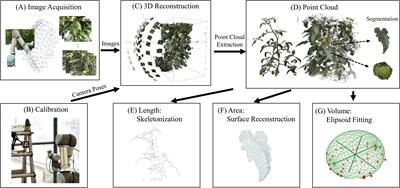 NeRF-based 3D reconstruction pipeline for acquisition and analysis of tomato crop morphology